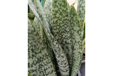 Sansevieria 