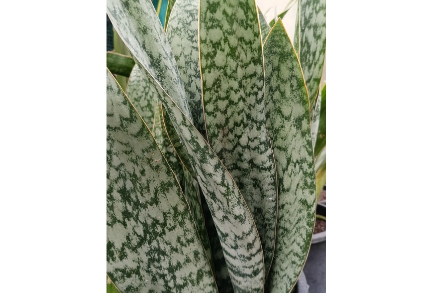 Sansevieria 