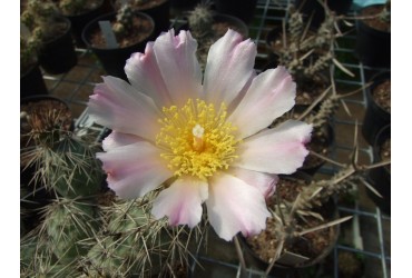 Tephrocactus e generi affini