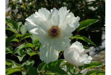 Le peonie