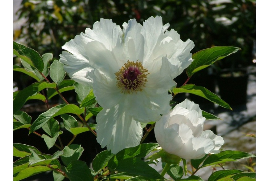 Le peonie