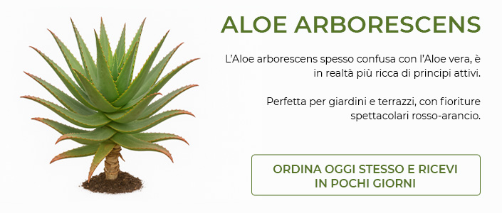 Aloe-arborescens-1.jpg